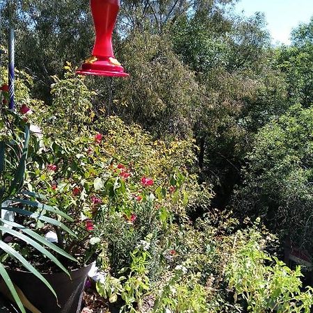 Charming Sunny Bedroom Overlooking Beautiful Amsterdam Avenue In Best Condesa Area Mexico By Eksteriør billede