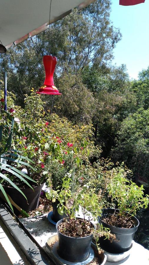 Charming Sunny Bedroom Overlooking Beautiful Amsterdam Avenue In Best Condesa Area Mexico By Eksteriør billede